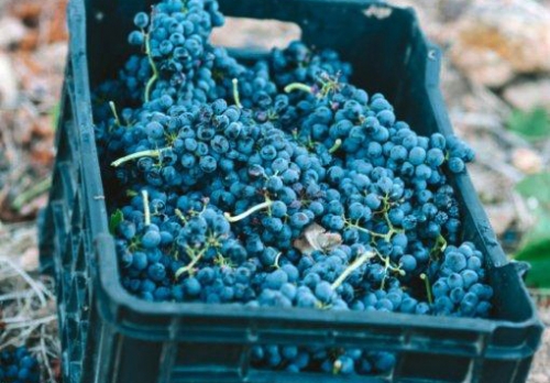 Joostenberg organic wine