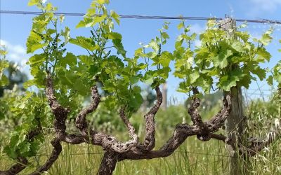 Just Another Manic Spring Day